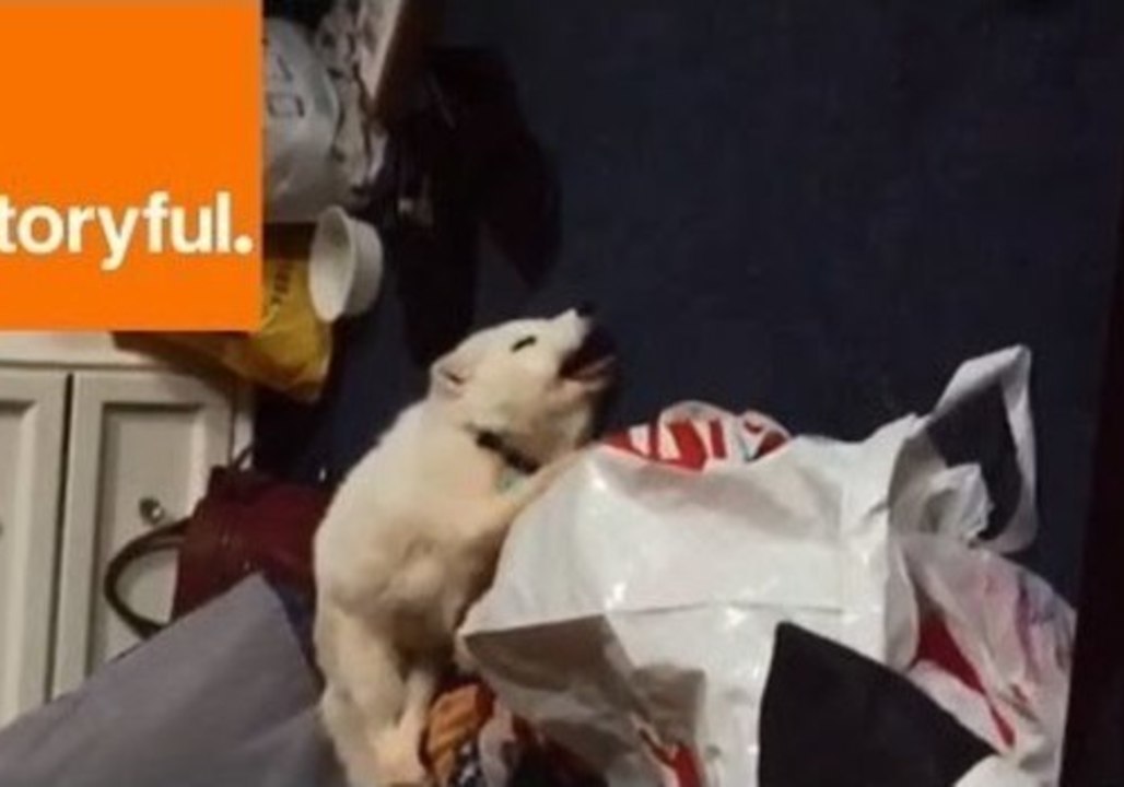 This Arctic Fox Has a Contagious Laugh