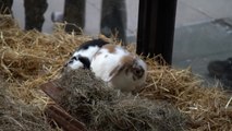 Londres abre el primer spa del mundo para conejos