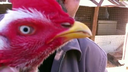 aseel pure lasani momi shah 2016