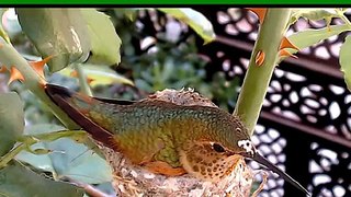 Phoebe ~ Allens Hummingbird ~ 1 Jan. 2014