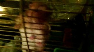 Hamster going crazy on a Prodigy song