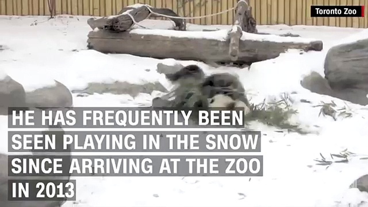 Giant panda takes a tumble in the snow (News World)