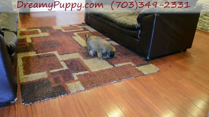 Dreamy puppy Store - Chantilly & Fredericksburg A Trained Doggy Implies Happy Times For All