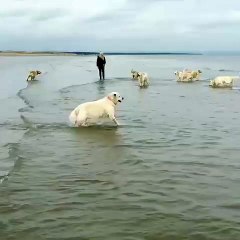 Un Golden Retriever fait des bonds en rentrant dans l'eau
