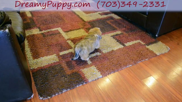 Dreamy Puppy Store Reviews Chantilly Lhasa Apso Boy -A Trained Doggy Implies Happy Times For All