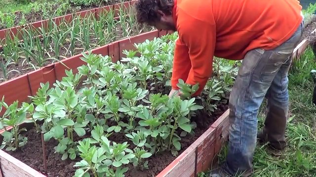 How To Stake Your Broad Beans And Take Care Of Their Growth Toni's Organic Vegetable Garden