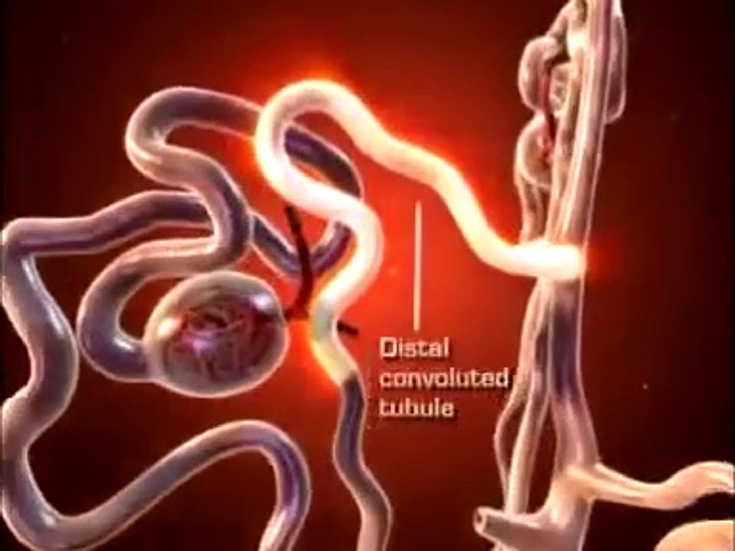 ⁣How Kidnies Work !(Renal System)