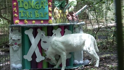 Big Cats Love Toys Too