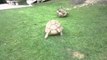 Buddy tortoise helps a friend who's fallen and can't get up | Adorabo
