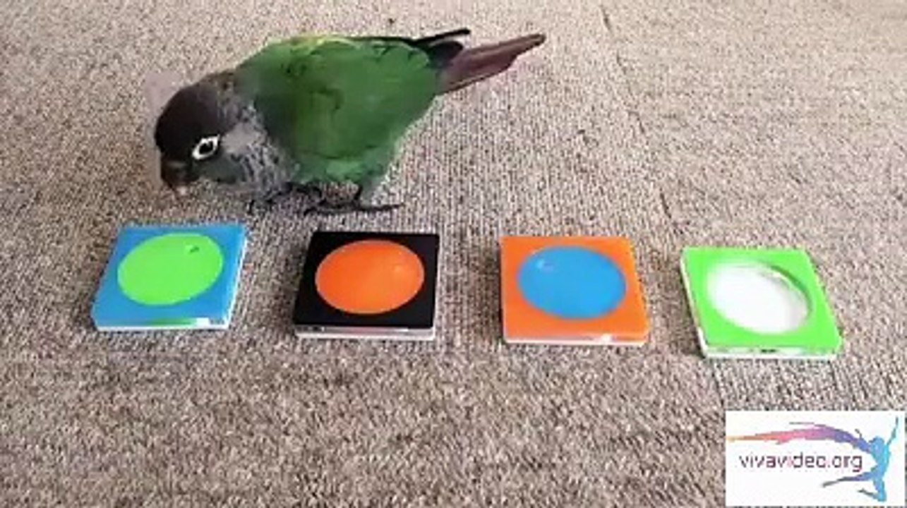 Se oiseaux et super douée ^^