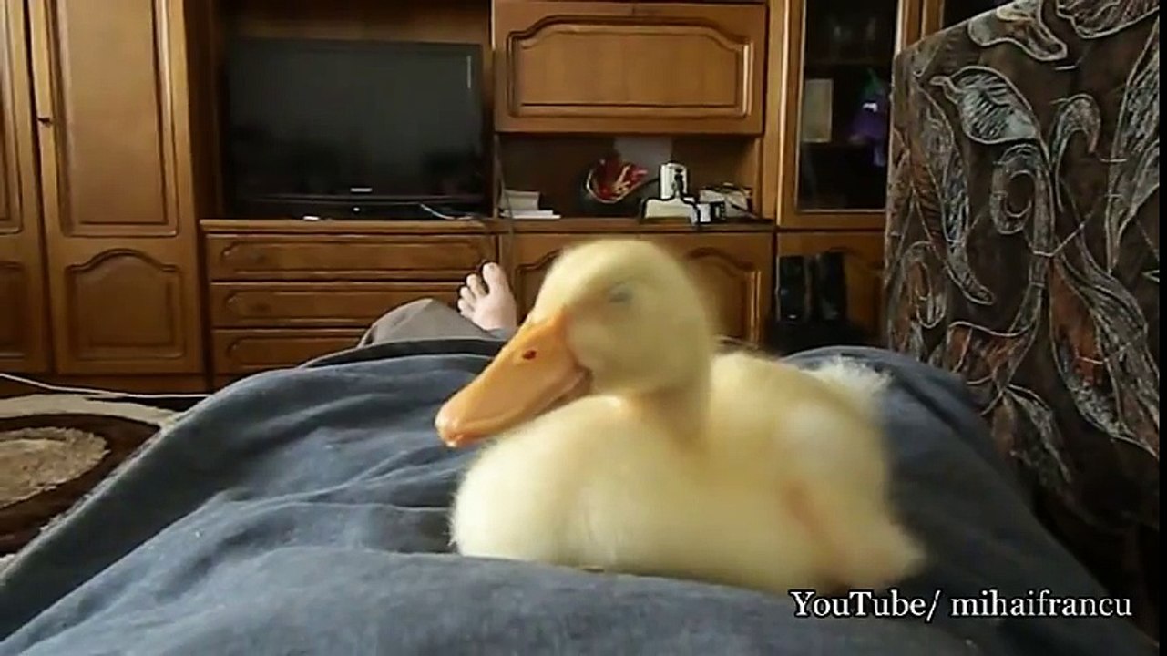 Un petit canard qui éternue. Trop mignon