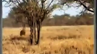 Lion Killing the Cheetah's Amazing