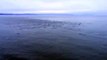 Más de 1.000 delfines nadando junto a un ferry, INCREIBLE | More than 1,000 dolphins swimming next to a ferry, INCREDIBLE