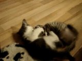 Mes deux chatons qui se battent.