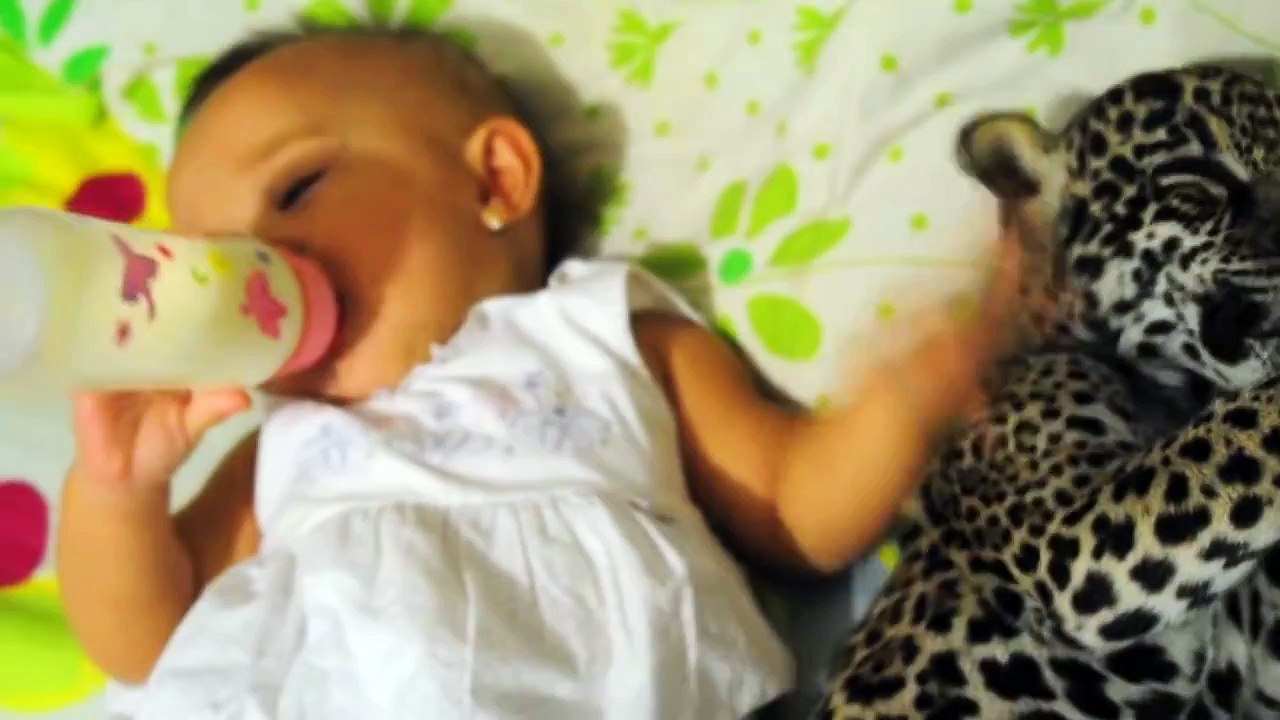 Bebé toma biberón con bebé jaguar