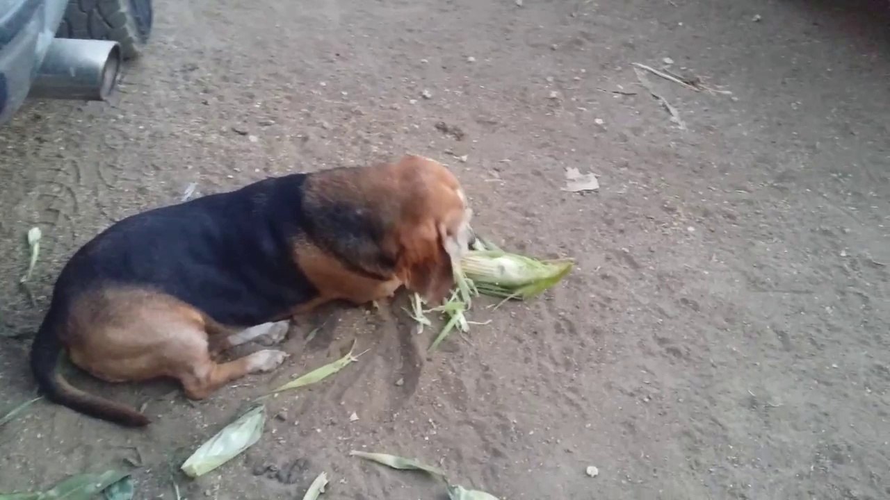 Dog eating Corn