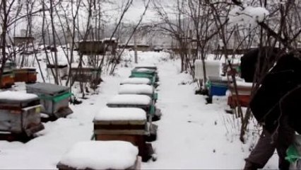 Kar Yağışı Arıcıları Tedirgin Etti