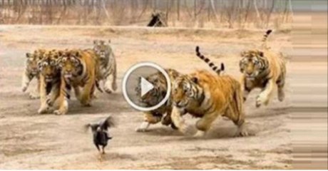Chicken vs lions, Survival Fight