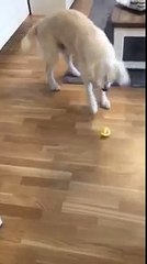 Per sbaglio assaggia un limone, ecco la sua reazione! Hahhah