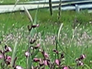 Swiss Alps Bathroom -  OMG!