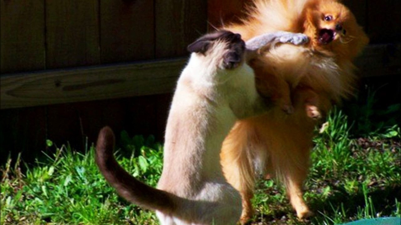 Мой кот любит хип-хоп! Суперская нарезка про котов!!! март 2016г.