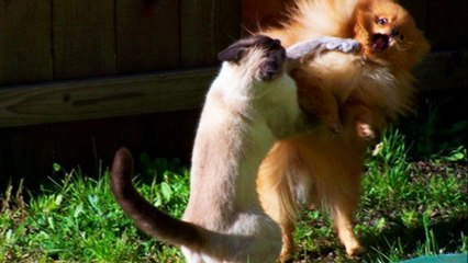 Мой кот любит хип-хоп! Суперская нарезка про котов!!! март 2016г.