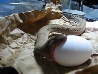 SNAKE EATING EGG