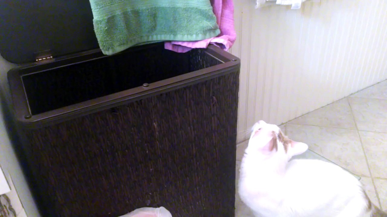 Cat Jump Fail