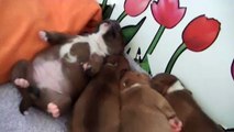9ème vidéo Chiot n°4 Femelle de la 24ème portée de STAFFORDLAND