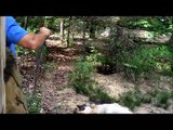 Questo pastore tedesco incontra un lupo nel bosco. Ecco la loro reazione!