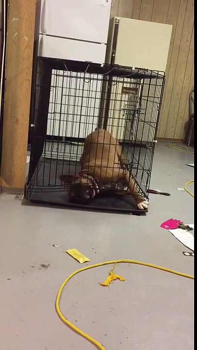 Un chien s'évade de sa cage