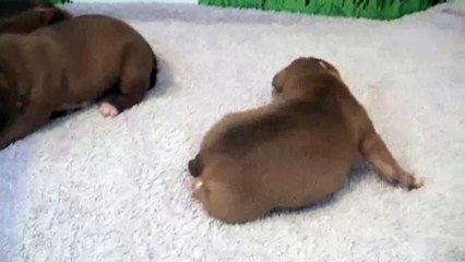 10ème vidéo Chiot n°3 Femelle de la 24ème portée de STAFFORDLAND