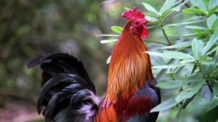 The Private Life Of Pigs - Real Stories