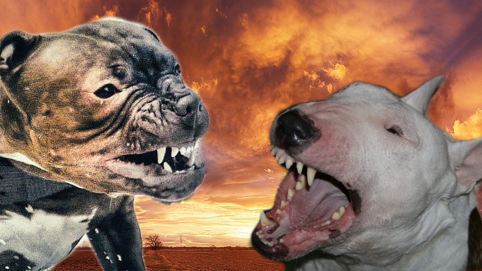 Pitbull Vs Rottweiler Fighting Videos