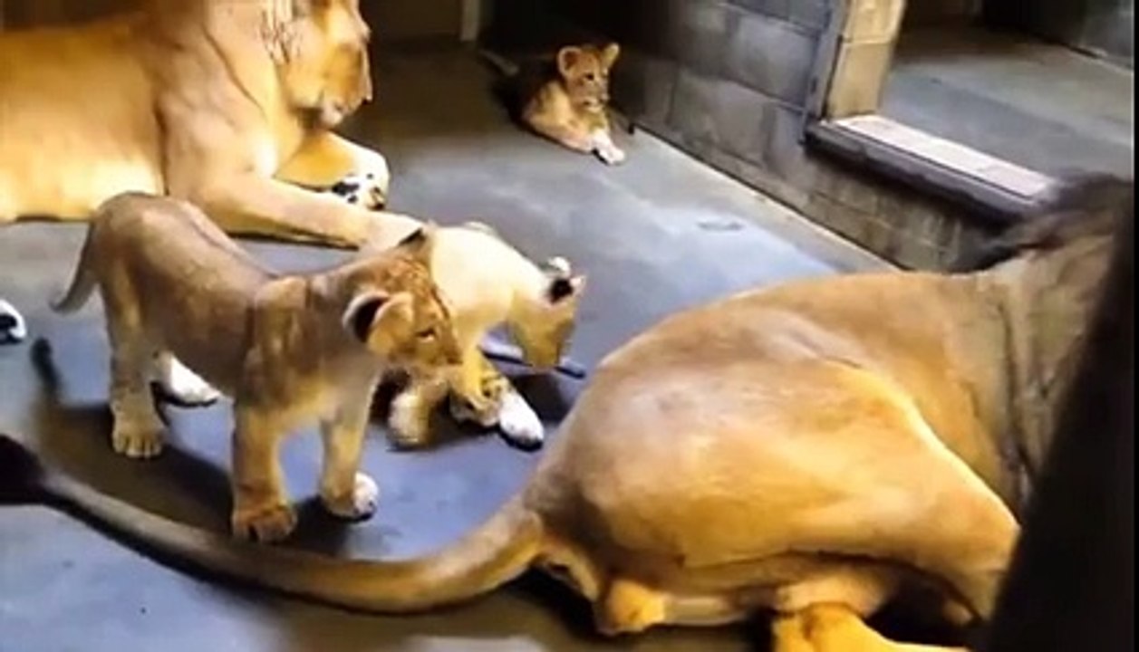 Lion's family