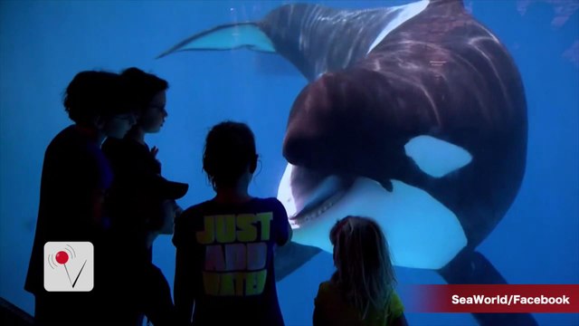 SeaWorld to End Breeding of Killer Whales