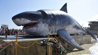 Real Megalodon Found - World's Biggest Shark Ever Found
