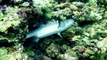 Shark gets attacked and eaten by giant Moray and successes to escape alive!