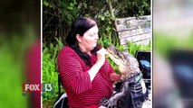Crazy woman kisses pet alligator on the 