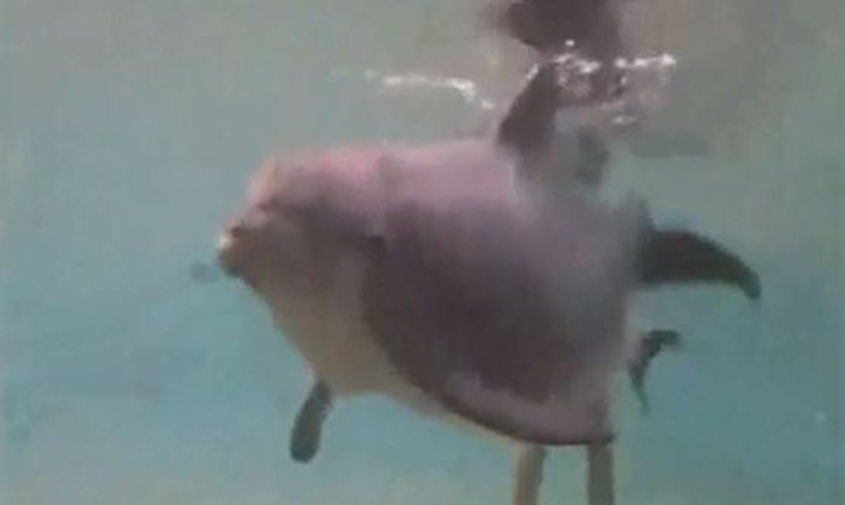 Magnifique: la naissance d'un dauphin au milieu des baigneurs