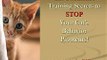 Cat Obedience Training Secrets to stop your Cats Behavior Problems