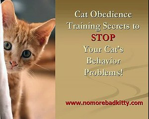 Cat Obedience Training Secrets to stop your Cats Behavior Problems