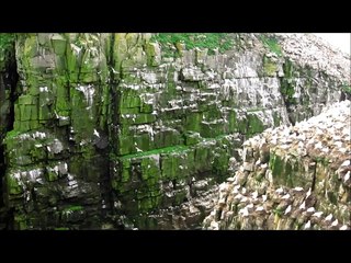 Cape St. Mary's Ecological Reserve, Newfoundland