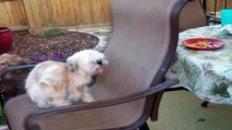 Dog Spins in Chair Trying to Get a Treat - Funny Animals Channel