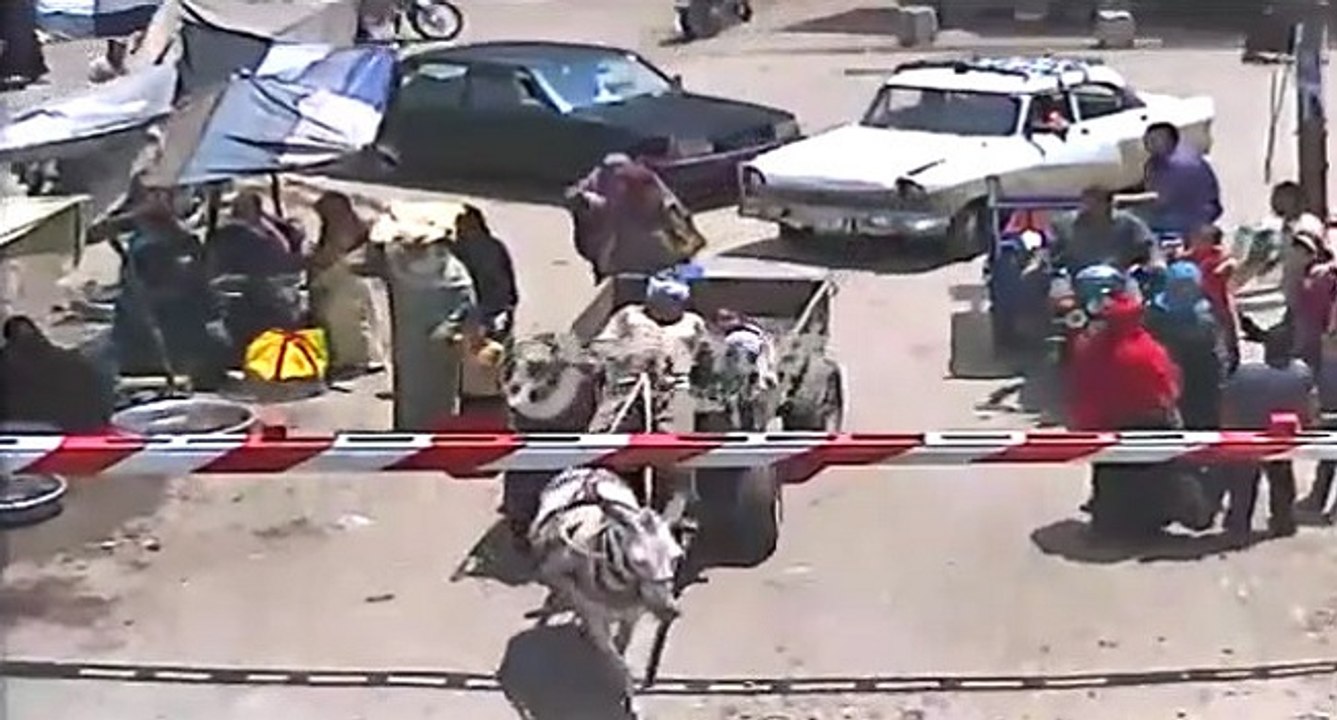 Un âne ne comprend pas les consignes et cause sa mort