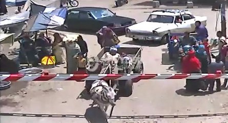 Un âne ne comprend pas les consignes et cause sa mort