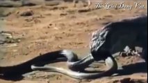 Hổ mang chúa vs rồng komodo cái chết đã được báo trước - Thế giới động vật