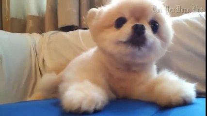 Những chú chó đáng yêu nhất hành tinh P2 - Thú cưng đáng yêu