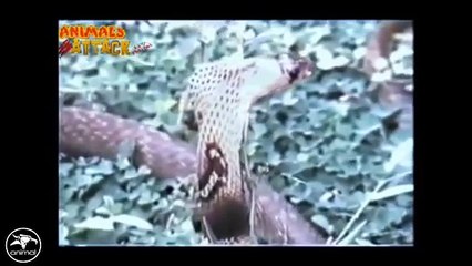 Eagle vs Snake Real Fight - Eagle Attack Snakes ☆ Amazing Animal