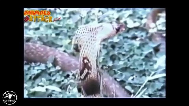 Eagle vs Snake Real Fight - Eagle Attack Snakes ☆ Amazing Animal